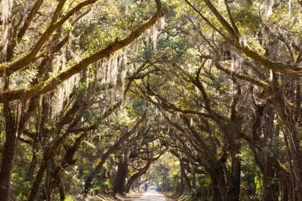Country road under a tunnel of live oaks draped in Spanish moss